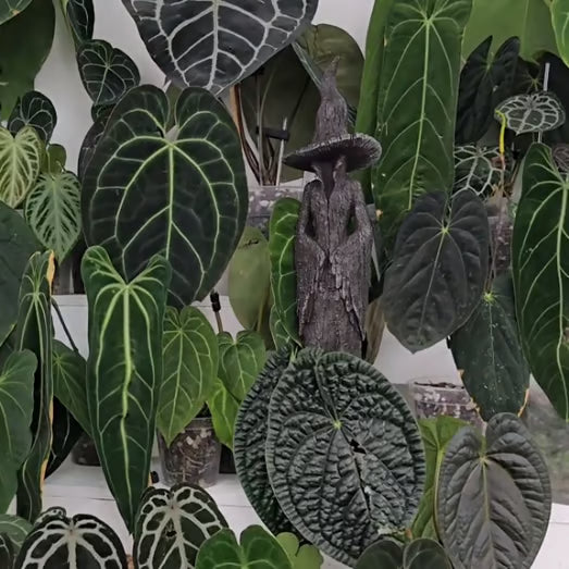 🔥LAST DAY 49% OFF - 🧙‍♀️💫Hand-Painted Enchanting Witch Statue: The Guardian of Your Home (✨Same as in the video)