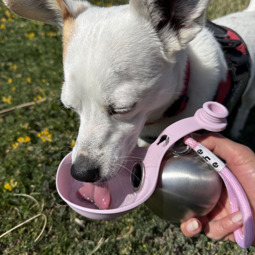 TrailMate Dog Water Bottle
